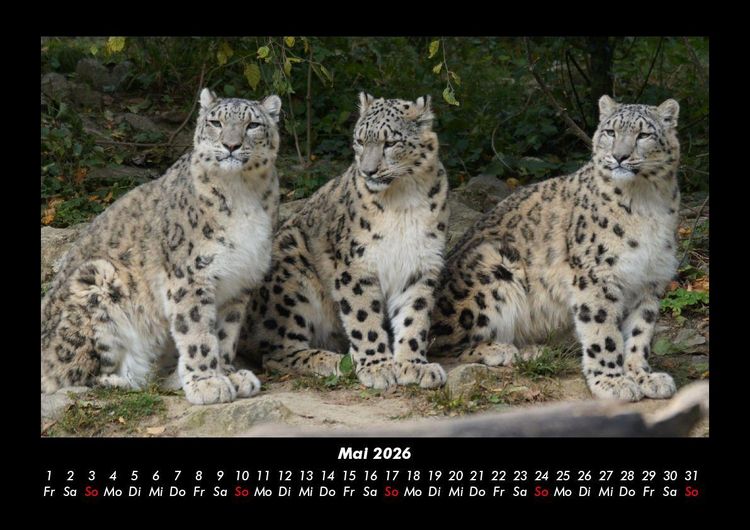 Produktbild: Welt der Tiere 2026 Fotokalender DIN A3