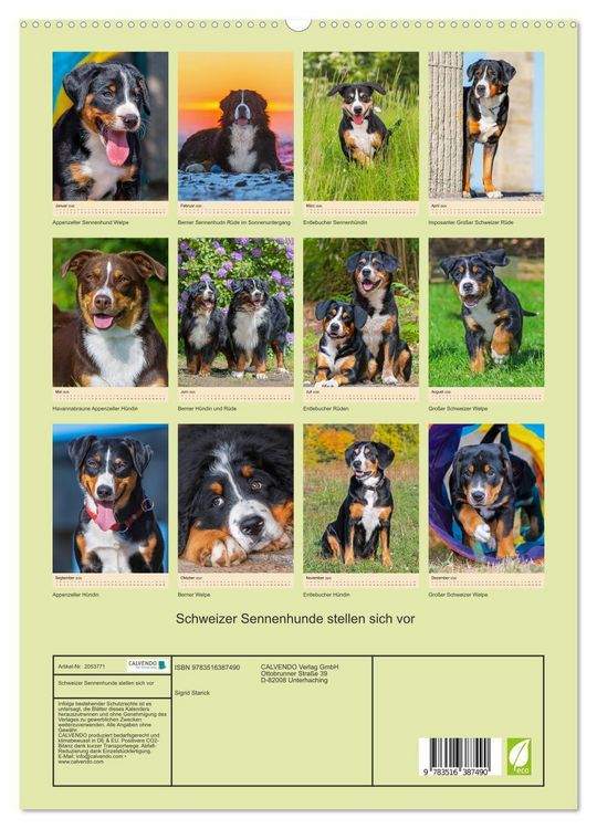 Produktbild: Schweizer Sennenhunde stellen sich vor (hochwertiger Premium Wandkalender 2026 DIN A2 hoch), Kunstdruck in Hochglanz