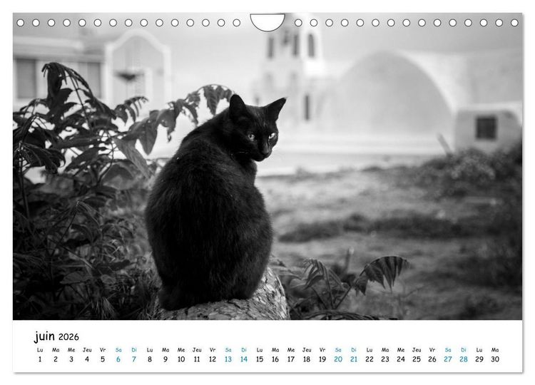 Produktbild: Chats de Santorin - Les princes d'Oia en noir et blanc (Calendrier mural 2026 DIN A4 vertical), CALVENDO calendrier mensuel
