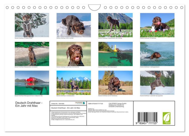 Produktbild: Deutsch Drahthaar - Ein Jahr mit Max (Wandkalender 2026 DIN A4 quer), CALVENDO Monatskalender