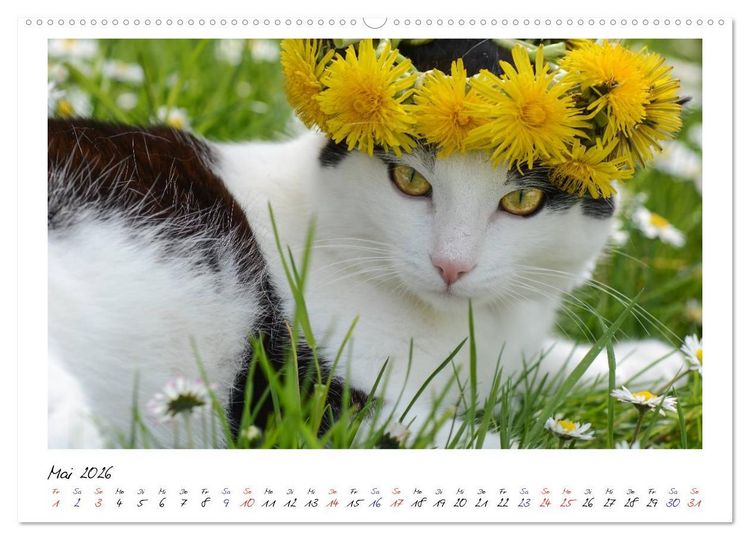 Produktbild: Die Launen der Katzen 2026 (hochwertiger Premium Wandkalender 2026 DIN A2 quer), Kunstdruck in Hochglanz