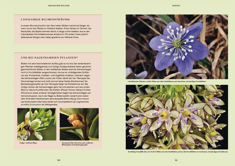 Produktbild: Gartenbotanik