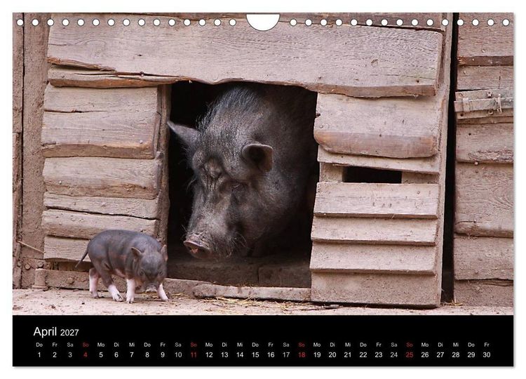 Produktbild: Schweinereien (Wandkalender 2027 DIN A4 quer), CALVENDO Monatskalender