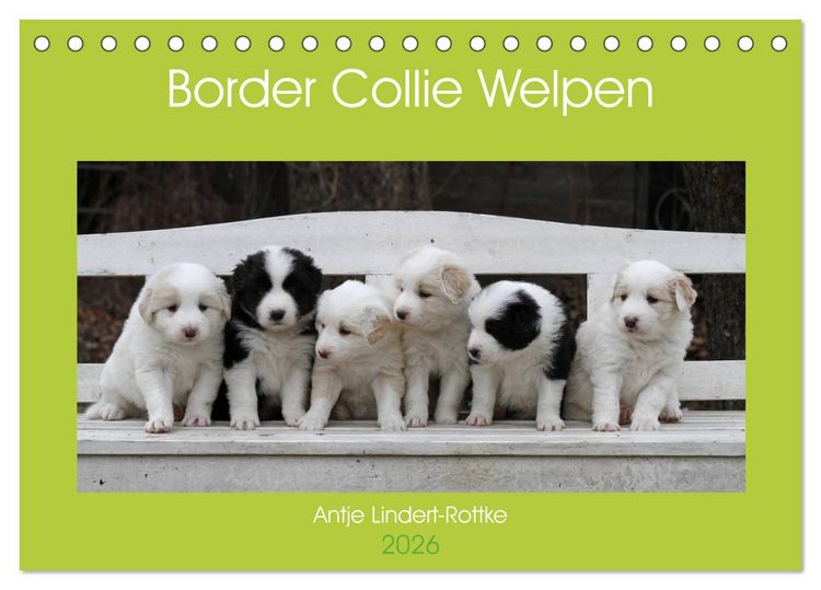 Produktbild: Border Collie Welpen (Tischkalender 2026 DIN A5 quer), CALVENDO Monatskalender