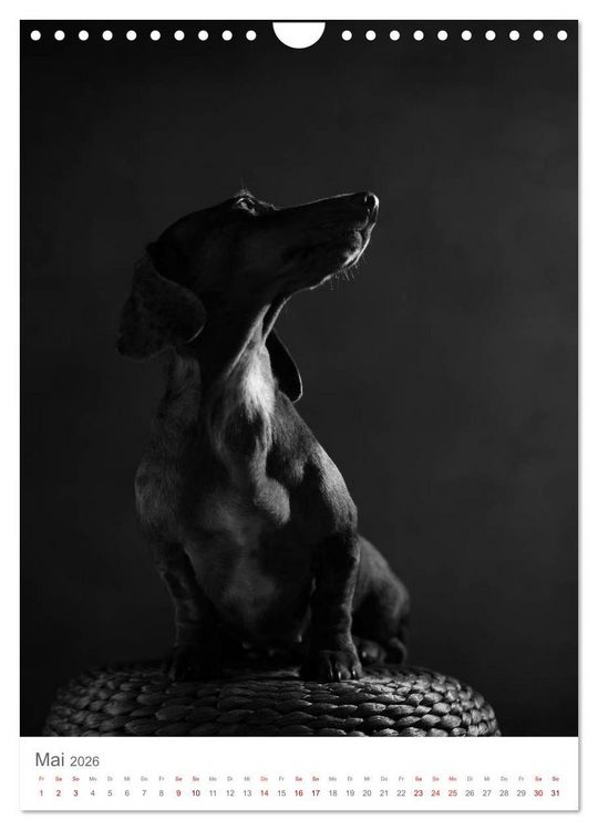 Produktbild: Fine Art Hundeportraits (Wandkalender 2026 DIN A4 hoch), CALVENDO Monatskalender