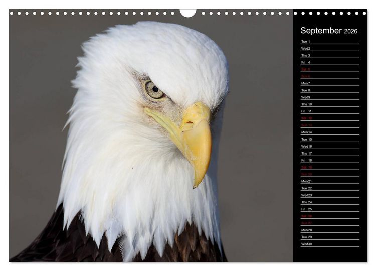 Produktbild: North America's Wildlife (Wall Calendar 2026 DIN A3 landscape), CALVENDO 12 Month Wall Calendar