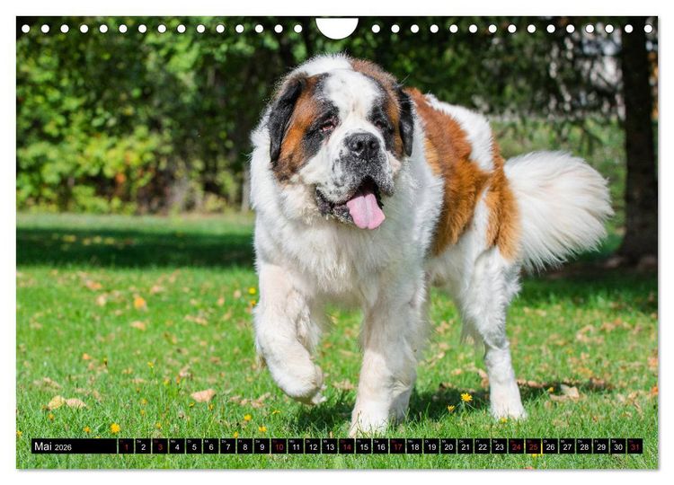 Produktbild: Bernhardiner - Gigant auf vier Pfoten (Wandkalender 2026 DIN A4 quer), CALVENDO Monatskalender