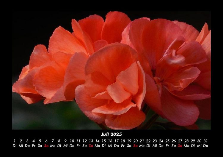 Produktbild: Blumentraum 2025 Fotokalender DIN A3