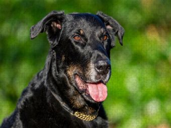 Produktbild: CALVENDO Puzzle Ein Motiv aus dem Kalender Der Beauceron | 2000 Teile Lege-Gr&ouml;&szlig;e 90x67cm Foto-Puzzle f&uuml;r gl&uuml;ckliche Stunden