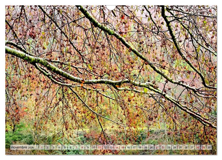 Produktbild: Au c&oelig;ur de la for&ecirc;t (Calendrier mural 2026 DIN A3 vertical), CALVENDO calendrier mensuel