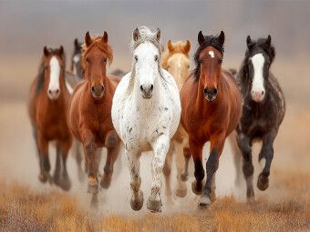 Produktbild: CALVENDO Puzzle Wild lebende Mustangs im Galopp | 1000 Teile Lege-Gr&ouml;&szlig;e 64x48cm Foto-Puzzle f&uuml;r gl&uuml;ckliche Stunden
