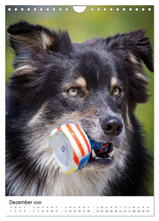 Produktbild: Australian Shepherd &ndash; Mit dem Aussie unterwegs (Wandkalender 2026 DIN A4 hoch), CALVENDO Monatskalender