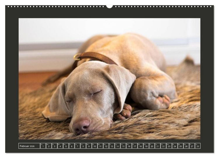 Produktbild: Weimaraner - Ein Welpenjahr (hochwertiger Premium Wandkalender 2026 DIN A2 quer), Kunstdruck in Hochglanz