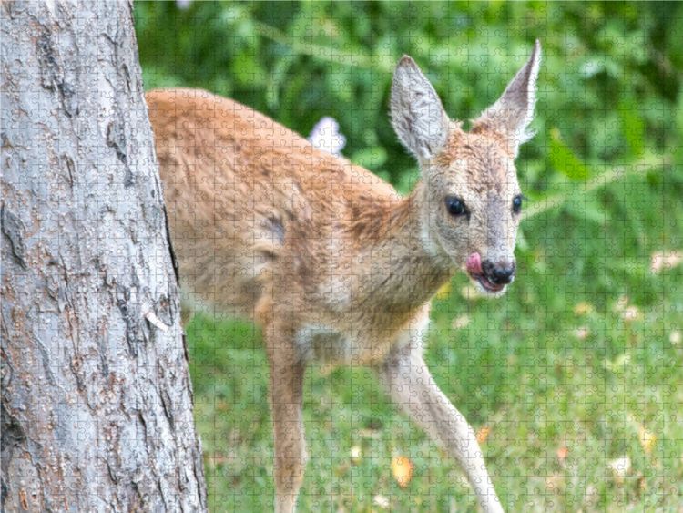 Produktbild: CALVENDO Puzzle Ein Motiv aus dem Kalender Heimische Tiere - Rehe | 1000 Teile Lege-Gr&ouml;&szlig;e 64x48cm Foto-Puzzle f&uuml;r gl&uuml;ckliche Stunden