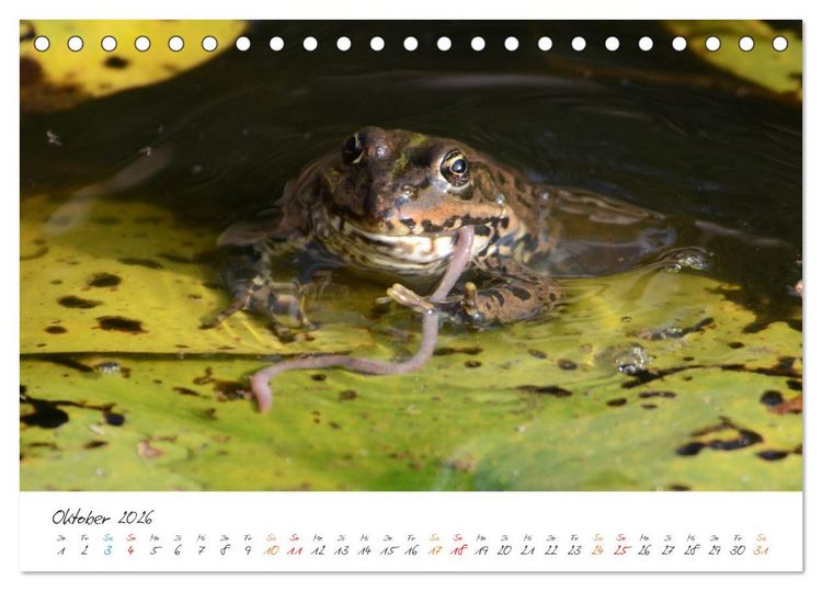 Produktbild: Frosch Karl, Hans und Max im Einklang der Natur (Tischkalender 2026 DIN A5 quer), CALVENDO Monatskalender