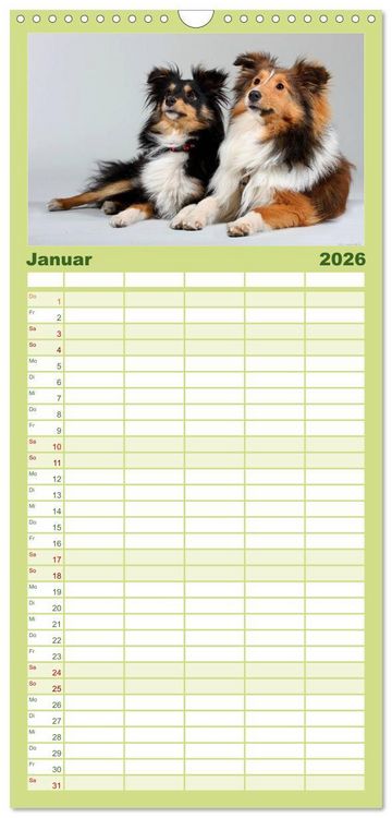 Produktbild: Familienplaner 2026 - Shelties 2026 mit 5 Spalten (Wandkalender, 21 x 45 cm) CALVENDO