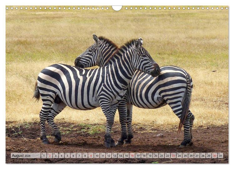 Produktbild: Tansania. Impressionen aus Ostafrika (Wandkalender 2026 DIN A3 quer), CALVENDO Monatskalender