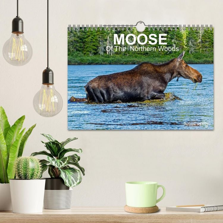 Produktbild: MOOSE Of The Northern Woods (Wall Calendar 2026 DIN A4 landscape), CALVENDO 12 Month Wall Calendar