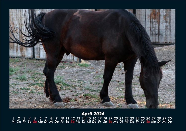 Produktbild: Welt der Pferde 2026 Fotokalender DIN A4
