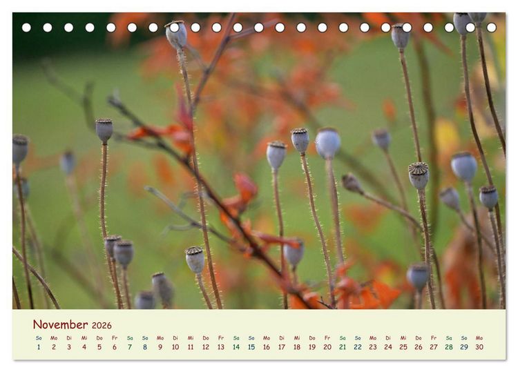 Produktbild: Naturwunder Bl&uuml;ten (Tischkalender 2026 DIN A5 quer), CALVENDO Monatskalender