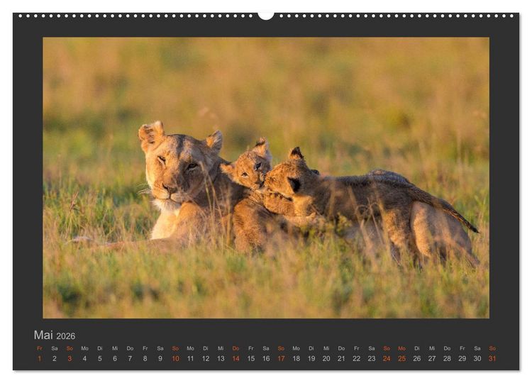 Produktbild: L&ouml;wen Wildlife-Fotografien (hochwertiger Premium Wandkalender 2026 DIN A2 quer), Kunstdruck in Hochglanz
