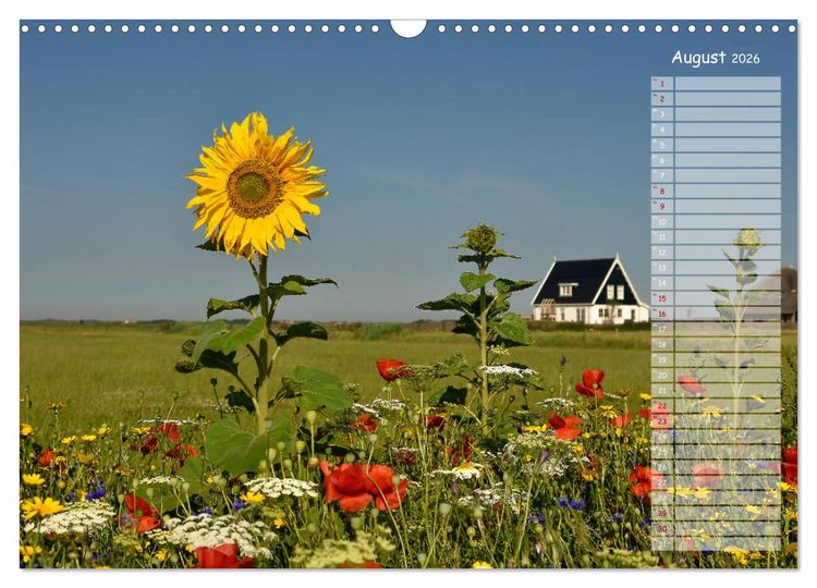 Produktbild: Ein Sommer auf Texel (Wandkalender 2026 DIN A3 quer), CALVENDO Monatskalender