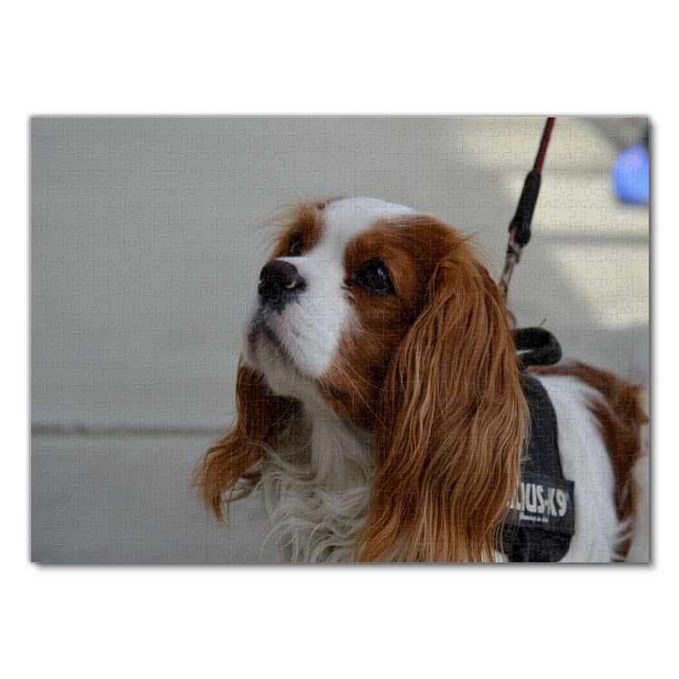 Produktbild: Lais Puzzle Cavalier King Charles Spaniel 1000 Teile