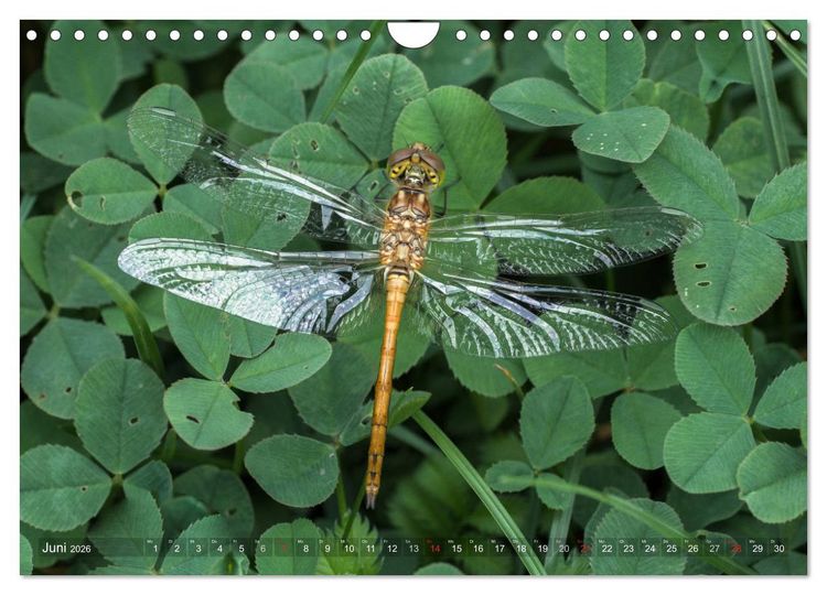 Produktbild: Libellen - Fliegende Edelsteine (Wandkalender 2026 DIN A4 quer), CALVENDO Monatskalender