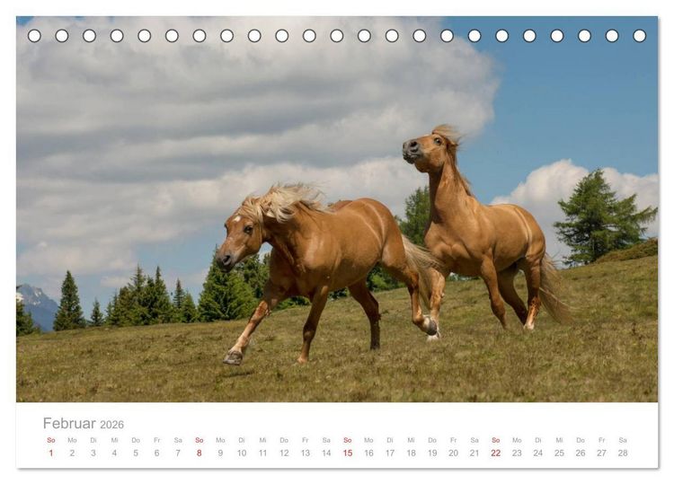 Produktbild: Pferde - In nat&uuml;rlicher Umgebung (Tischkalender 2026 DIN A5 quer), CALVENDO Monatskalender