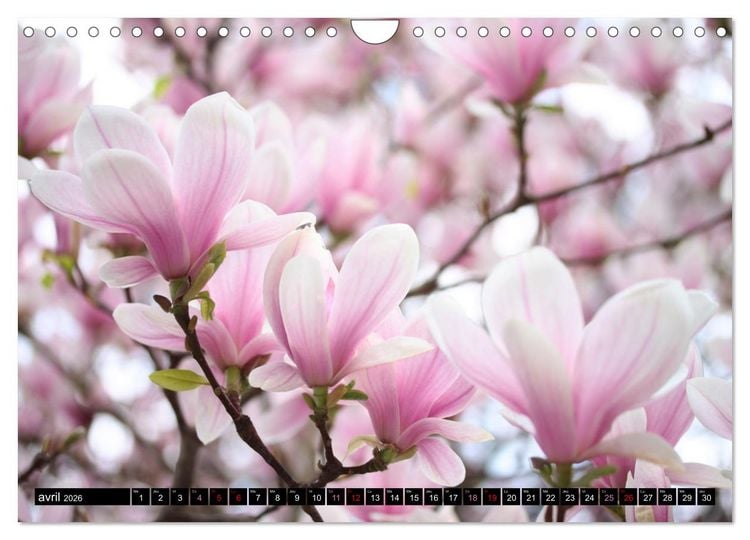 Produktbild: Magnolias en fleur (Calendrier mural 2026 DIN A4 vertical), CALVENDO calendrier mensuel