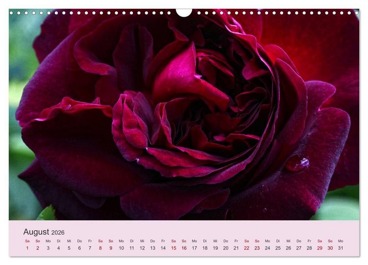 Produktbild: Rosen Reigen im Garten (Wandkalender 2026 DIN A3 quer), CALVENDO Monatskalender
