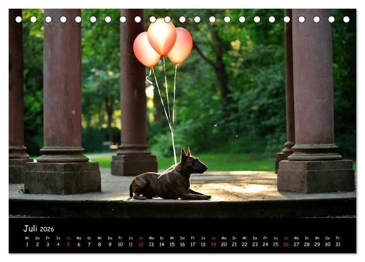 Produktbild: Bullterrier? Was sonst! (Tischkalender 2026 DIN A5 quer), CALVENDO Monatskalender