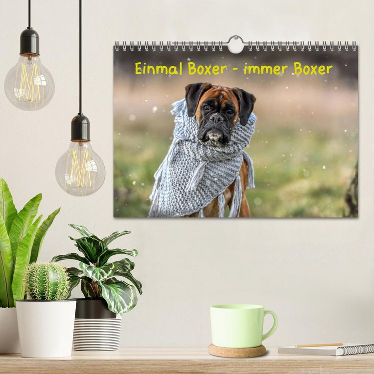 Produktbild: Einmal Boxer - immer Boxer (Wandkalender 2026 DIN A4 quer), CALVENDO Monatskalender