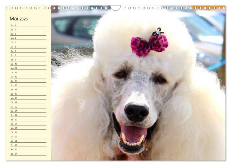 Produktbild: Pudel. Lustige Allrounder im Wollfell (Wandkalender 2026 DIN A3 quer), CALVENDO Monatskalender