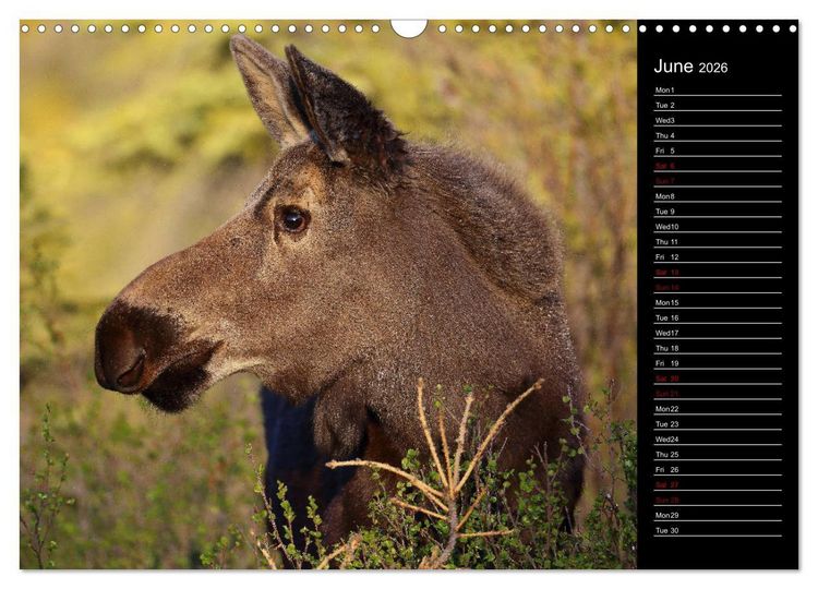 Produktbild: North America's Wildlife (Wall Calendar 2026 DIN A3 landscape), CALVENDO 12 Month Wall Calendar