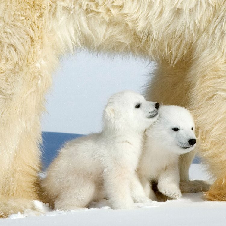 Produktbild: Eisb&auml;ren / Polar Bears 2027