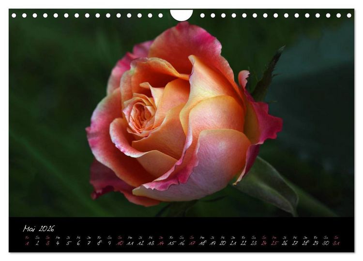 Produktbild: Rosen Romanze - Visuelle Musik (Wandkalender 2026 DIN A4 quer), CALVENDO Monatskalender
