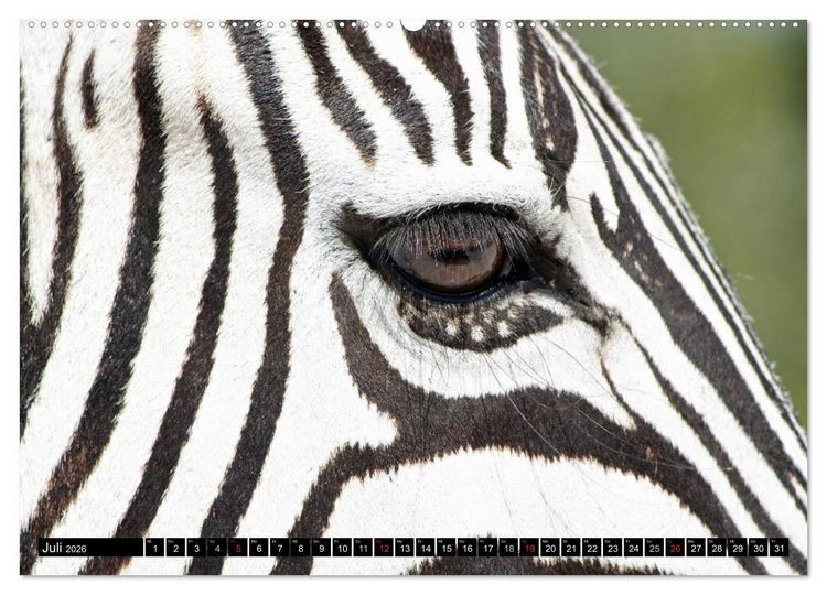 Produktbild: Zebras - Ungez&auml;hmte Kraft (Wandkalender 2026 DIN A2 quer), CALVENDO Monatskalender