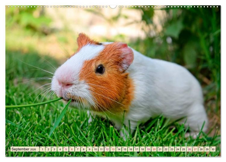 Produktbild: Meerschweinchen - so s&uuml;&szlig; (Wandkalender 2026 DIN A2 quer), CALVENDO Monatskalender