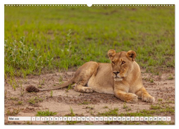 Produktbild: Afrikas wilde Katzen (hochwertiger Premium Wandkalender 2026 DIN A2 quer), Kunstdruck in Hochglanz