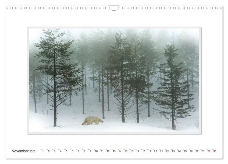 Produktbild: Emotionale Momente: Der Eisb&auml;r. (Wandkalender 2026 DIN A3 quer), CALVENDO Monatskalender