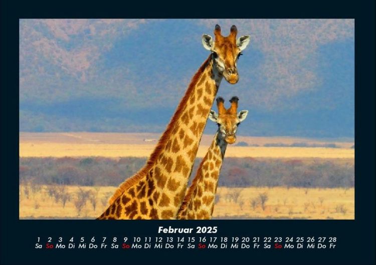Produktbild: Giraffen 2025 Fotokalender DIN A4