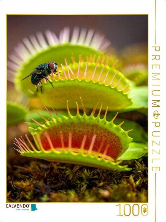 Produktbild: CALVENDO Puzzle Venusfliegenfalle mit Mittagessen | 1000 Teile Lege-Gr&ouml;&szlig;e 64x48cm Foto-Puzzle f&uuml;r gl&uuml;ckliche Stunden