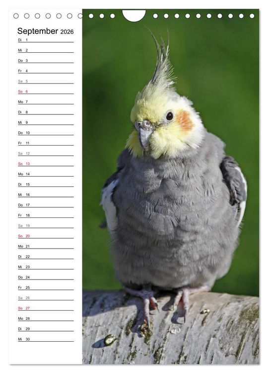 Produktbild: Der Nymphensittich-Terminplaner (Wandkalender 2026 DIN A4 hoch), CALVENDO Monatskalender