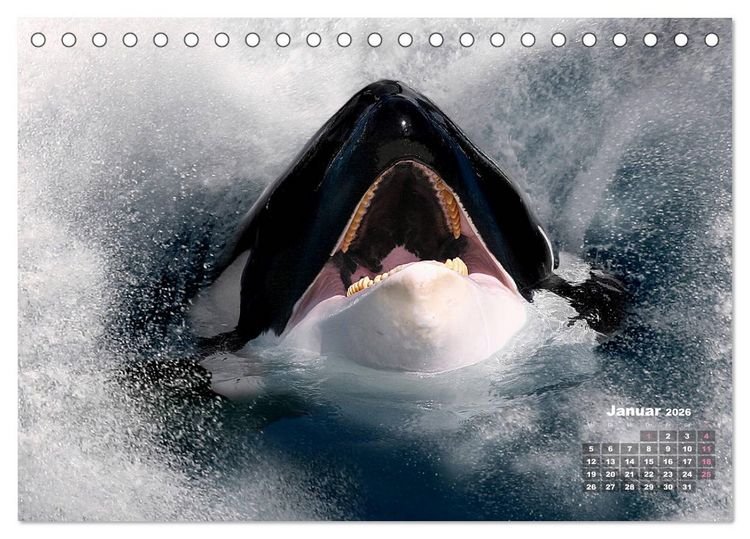 Produktbild: WILDE TIERE IN AKTION (Tischkalender 2026 DIN A5 quer), CALVENDO Monatskalender