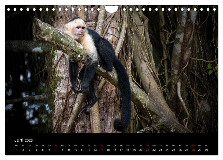 Produktbild: Costa Rica. Faszinierende Tierwelt (Wandkalender 2026 DIN A4 quer), CALVENDO Monatskalender