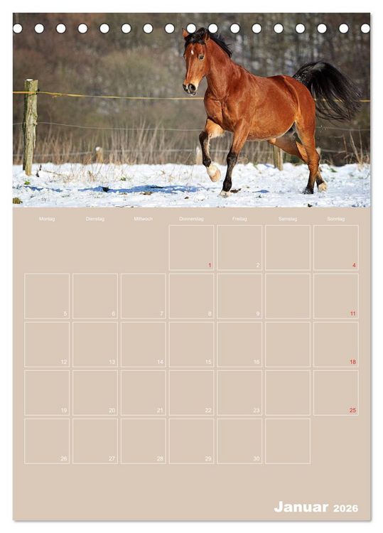 Produktbild: Pferde / Planer (Tischkalender 2026 DIN A5 hoch), CALVENDO Monatskalender