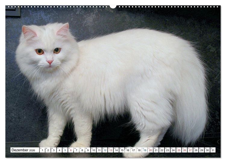 Produktbild: Die Perserkatze - Farbschlag Wei&szlig; (Wandkalender 2026 DIN A2 quer), CALVENDO Monatskalender