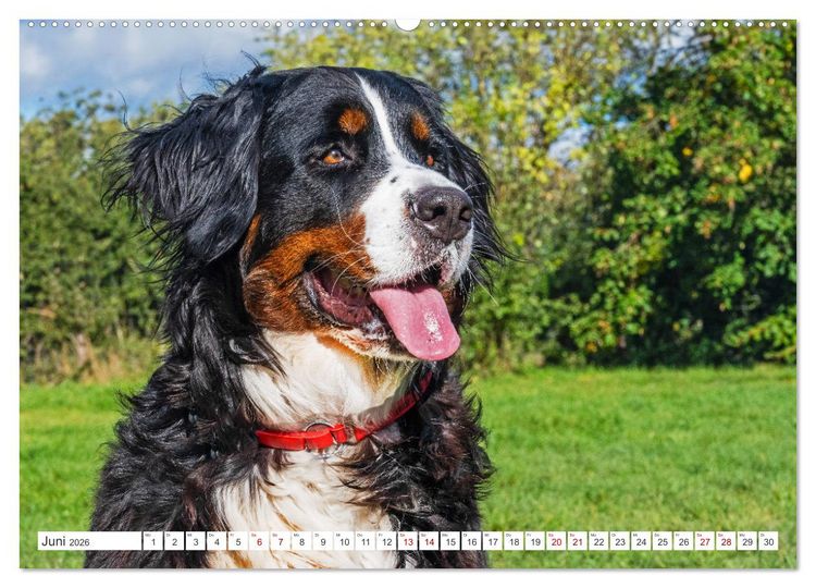 Produktbild: Berner Sennenhund - Der beste Freund f&uuml;rs Leben (hochwertiger Premium Wandkalender 2026 DIN A2 quer), Kunstdruck in Hochglanz