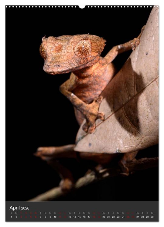 Produktbild: GECKOS (Wandkalender 2026 DIN A2 hoch), CALVENDO Monatskalender